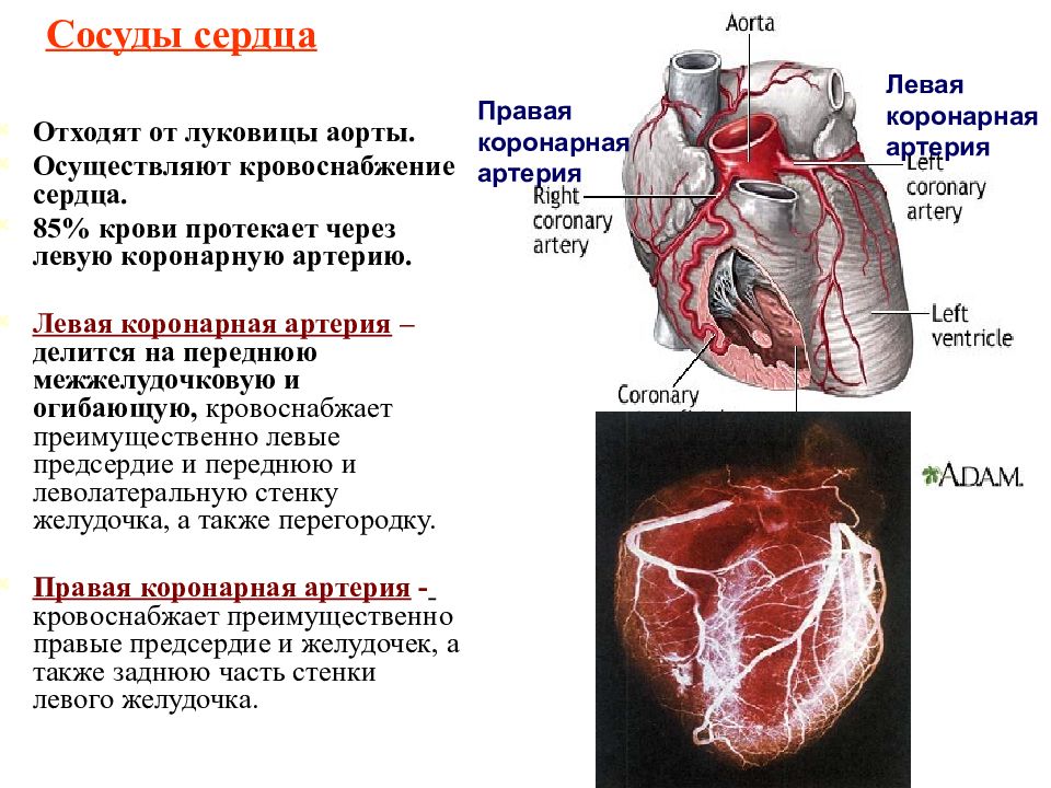 Кровоснабжение сердца анатомия схема