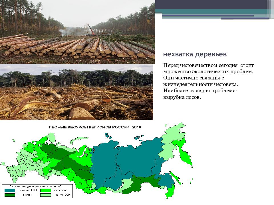 Лесные проблемы россии