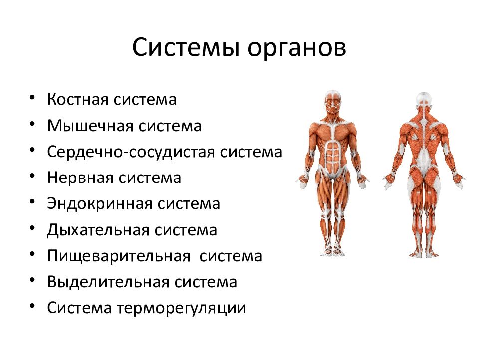 Анатомия и физиология человека картинки