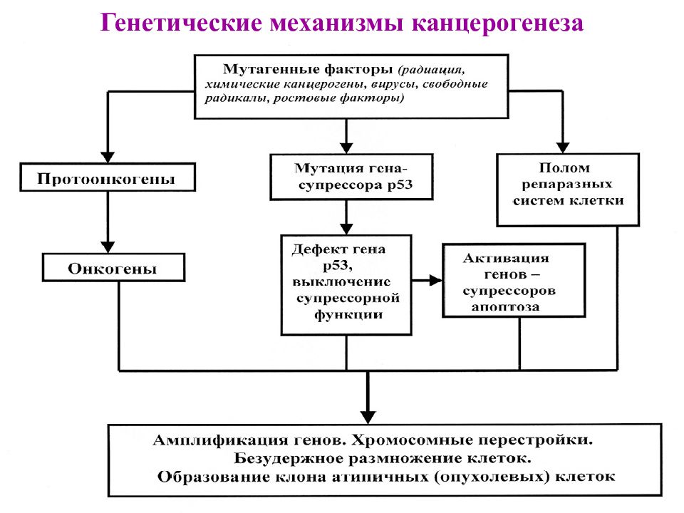 Генетические механизмы. Клеточно- молекулярные механизмы канцерогенеза.. Схему молекулярных механизмов канцерогенеза. Молекулярно-генетические основы канцерогенеза. Молекулярные механизмы канцерогенеза патофизиология.