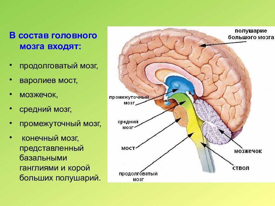 Правильная последовательность расположения отделов ствола головного мозга. Отделы мозга продолговатый промежуточный. Головной мозг строение мозжечок мост. Передний, продолговатый, средний и промежуточный отделы мозга. Отделы головного мозга конечный средний продолговатый задний.
