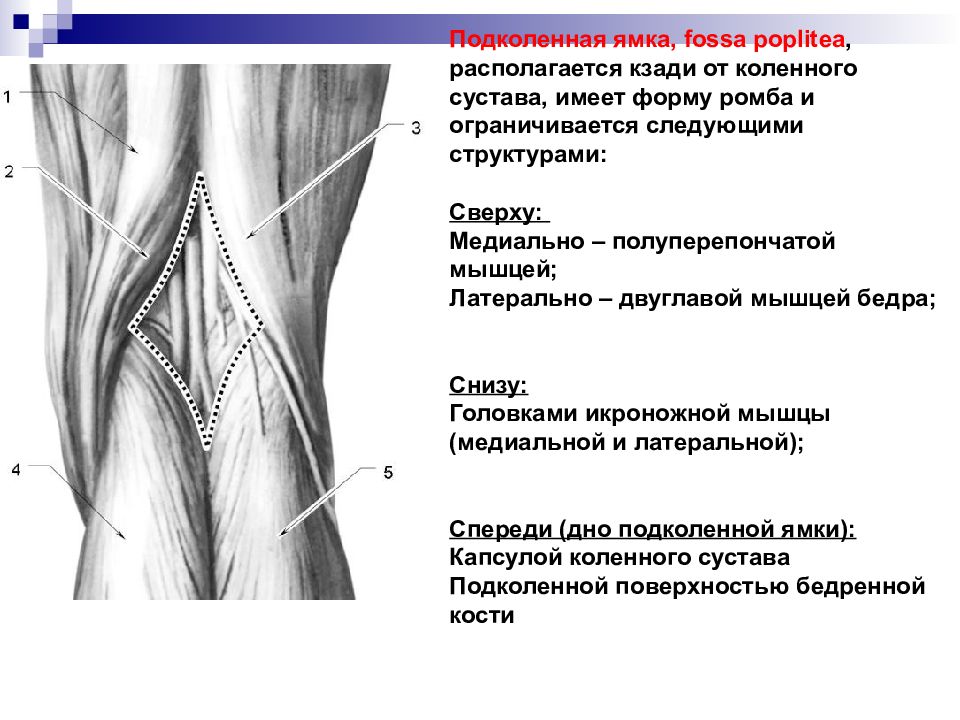 Стенки ямок. Подколенная область топографическая анатомия. Подколенная ямка (Fossa poplitea). Анатомия сосудов подколенной ямки. Послойное строение подколенной ямки.