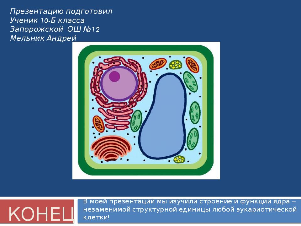 Ядро клетки 5 класс. Клетка без ядра. Клетка для презентации. Одноядерные клетки. Ядро клетки презентация 10 класс.