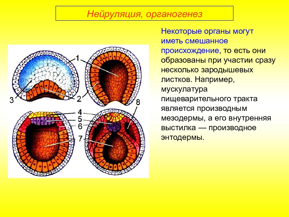 Презентация по биологии эмбриональное развитие организма