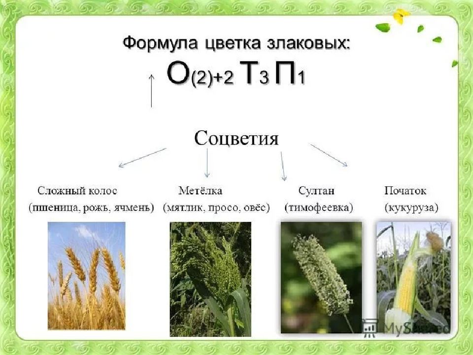 К какому классу покрытосеменных относят растение изображенное на рисунке пшеница