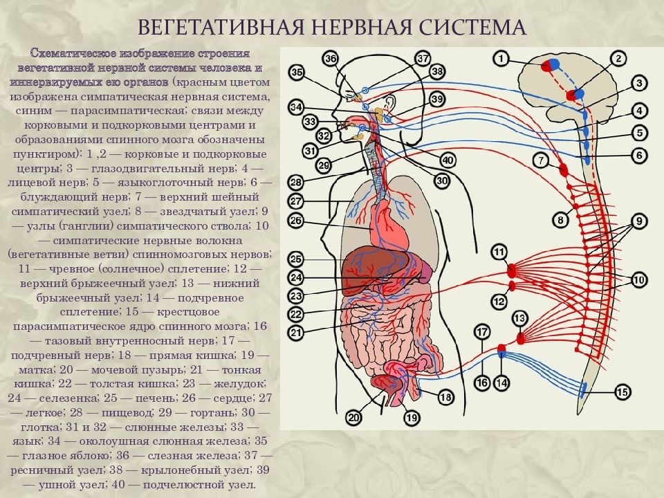 Строение вегетативной. Вегетативная нервная система.