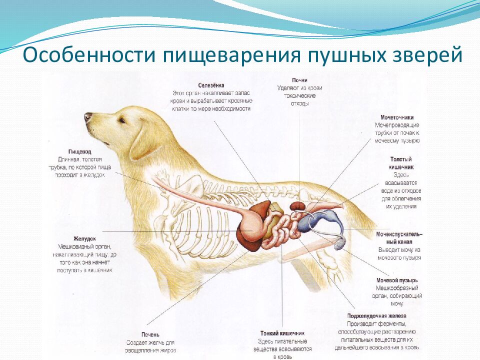 Особенности пищеварения пушных зверей