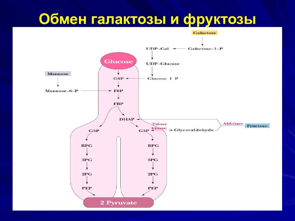 Последовательность процессов при окислении фруктозы. Метаболизм фруктозы и галактозы. Обмен фруктозы и галактозы. Метаболизм галактозы в печени. Превращение фруктозы в глюкозу.
