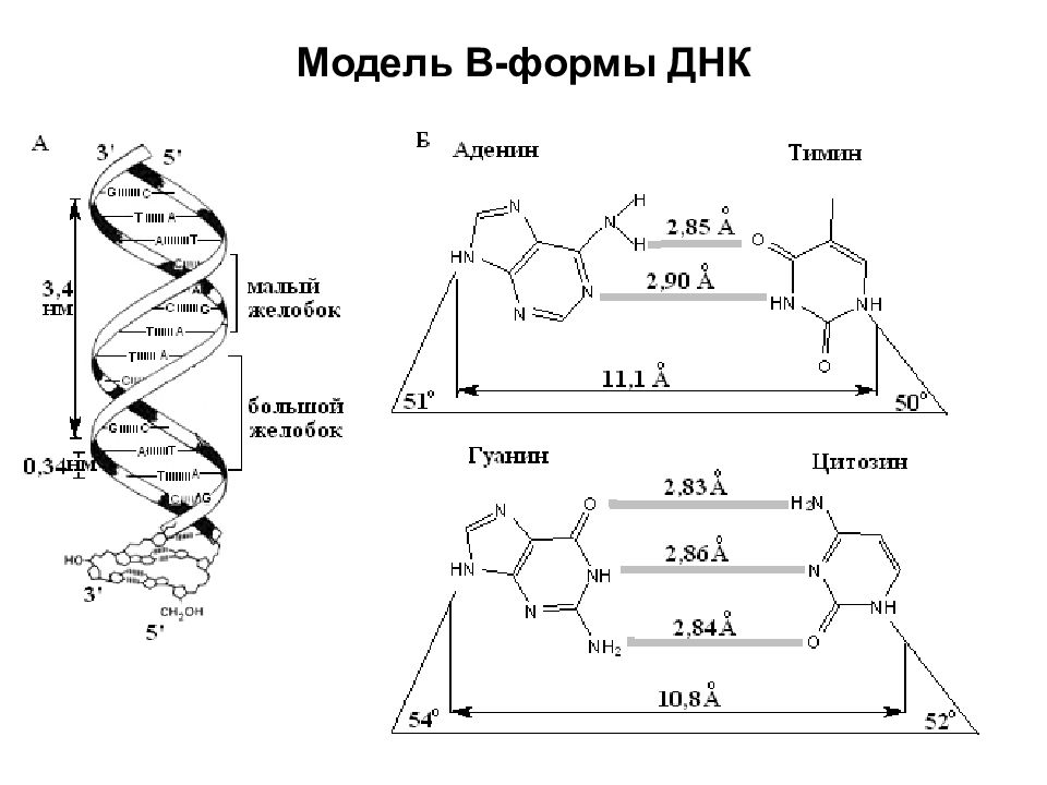 Какой длины днк. A B Z формы ДНК. Характеристики β-формы ДНК. Формы структуры ДНК. Параметры в-, а- и z-форм ДНК..