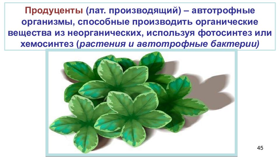 Первичный продуцент. Организмы производящие из неорганических веществ органические. Автотрофного из синтез органических веществ из неорганических. Способны производить органическое вещество из неорганического. Организмы производящие из неорганических веществ органические.