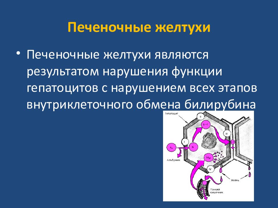 Печеночная желтуха. Печеночная желтуха новорожденных. Печеночная желтуха печень. Печеночные желтухи неонатальные.