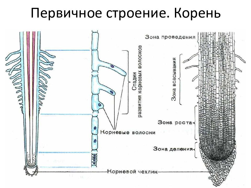 Биология строение корня. Строение корня в ботанике. Строение корней растений. Корень ботаника строение. Внутреннее строение корня растения.