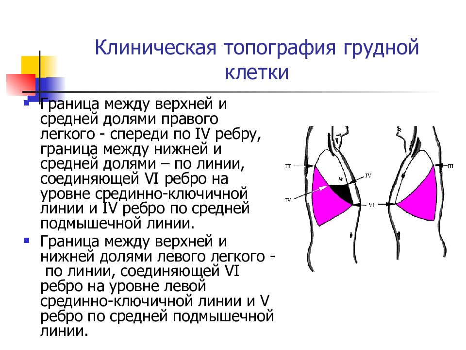 Между верхний. Границы долей легких пропедевтика. Граница между верхней и средней долями правого легкого. Топография долей легких. Границы нижней доли легкого.