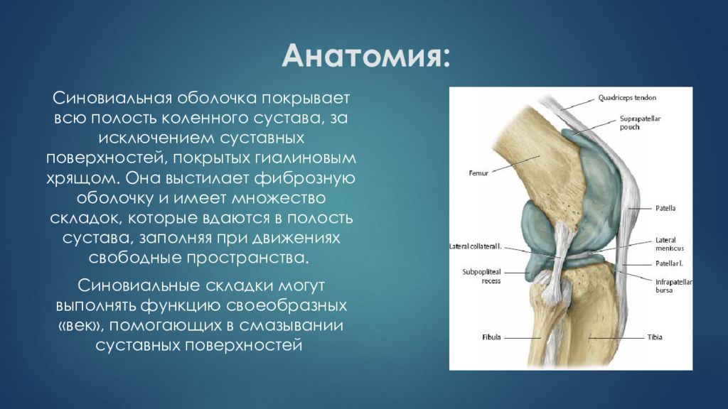 Полость сустава. Анатомия коленного сустава презентация. Крыловидные складки коленного сустава. Синовиальные складки коленного сустава. Складки синовиальной оболочки коленного сустава.