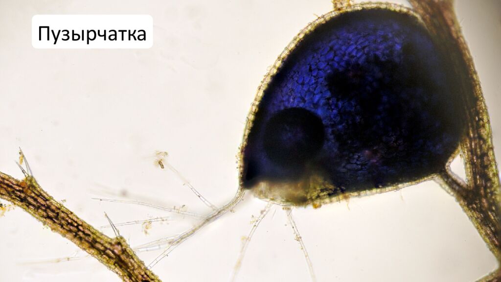 Особенности внешнего и внутреннего строения листа