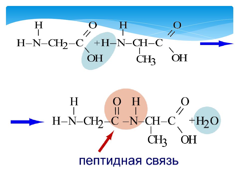 Амины аминокислоты белки презентация