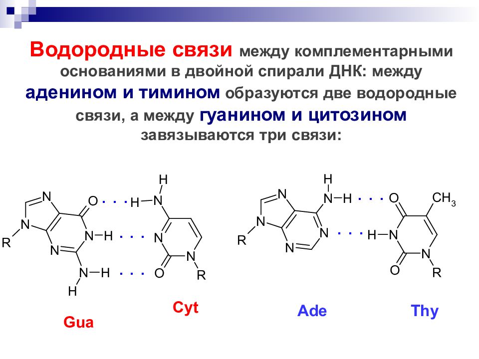Гуанин и цитозин водородные связи. Связь между аденином и тимином. Водородные связи между тимином. Водородная связь.