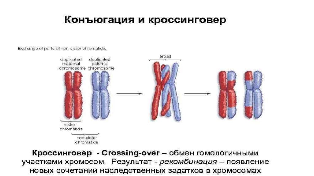 Спирализация хромосом конъюгация. Конъюгация и кроссинговер. Конъюгация хромосом. Конъюгация и кроссинговер происходят в. Наличие конъюгации и кроссинговера в мейозе.