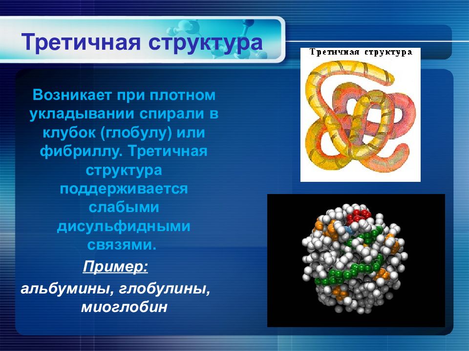 Третичная структура белка фото