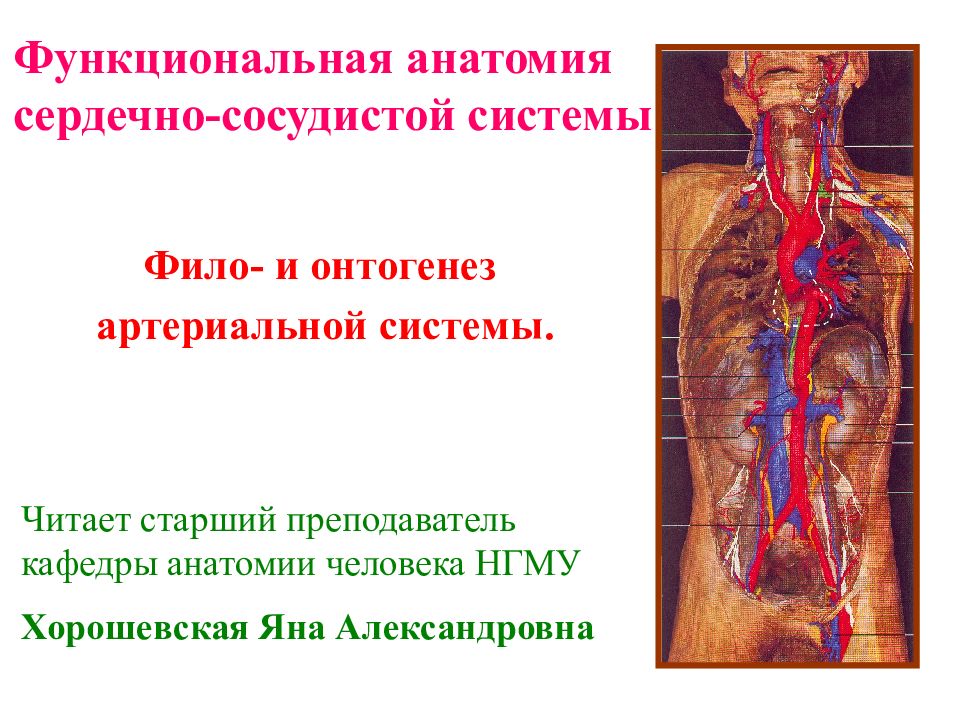 Сердечно сосудистая система анатомия. Функциональная анатомия. Сердечно сосудистая система анатомия презентация. Артериальная система презентация.