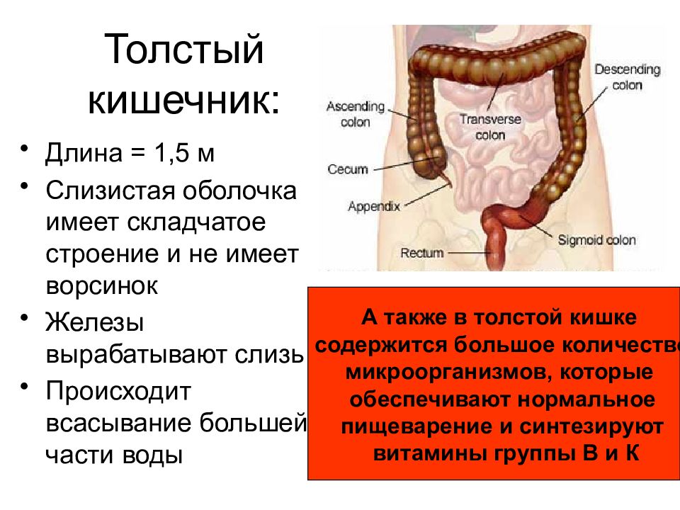 Строение кишечника человека схема с названиями. Длина толстой кишки у взрослого кота.