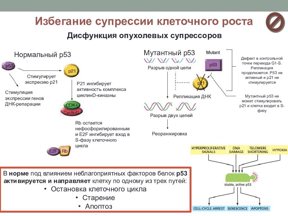 Молекулярный путь. Белок р53 апоптоз. Апоптоз ген р53. Белок p53 механизм действия. Белок р53 апоптоз механизм.