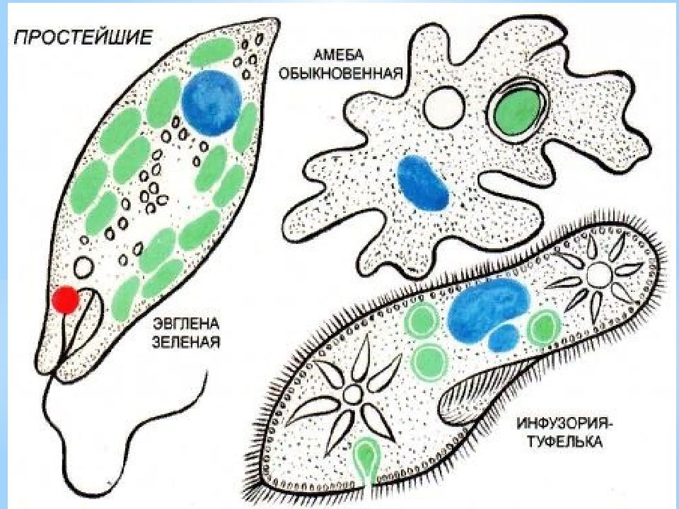 Простейшие биология 8. Амеба и инфузория туфелька. Амеба обыкновенная и инфузория туфелька. Эвглена и инфузория туфелька. Эвглена зеленая и инфузория туфелька.