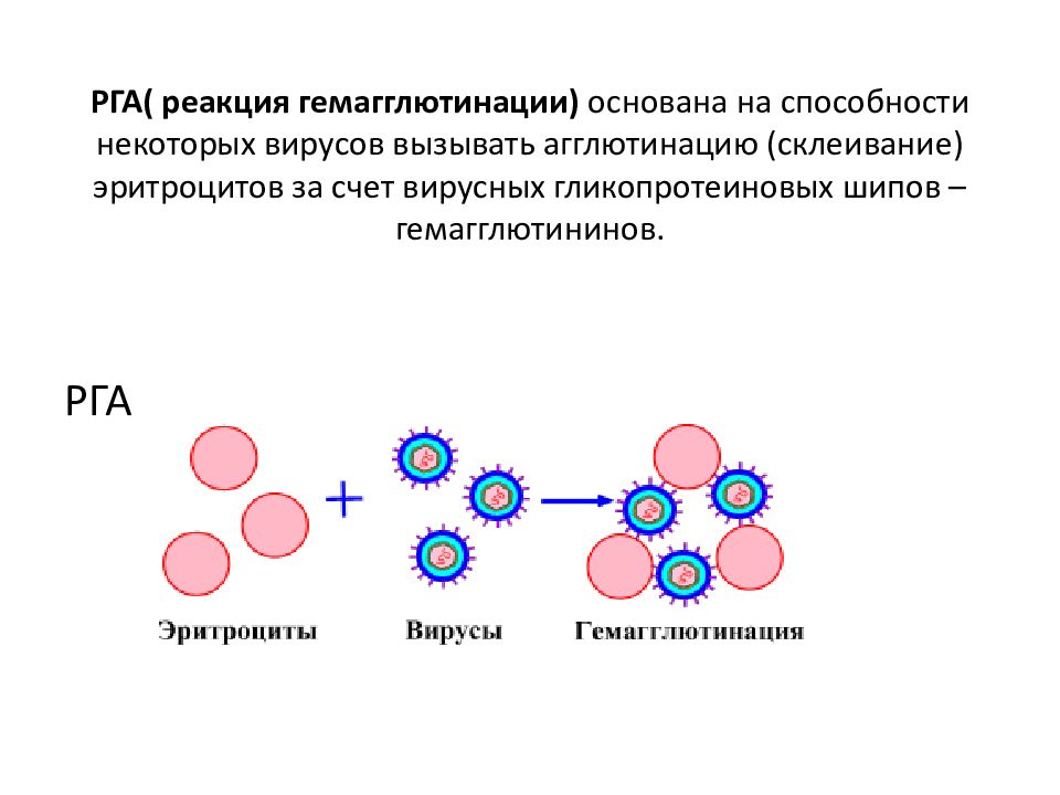 Реакция гемагглютинации. Реакция торможения гемагглютинации постановка реакции. Реакция гемагглютинации механизм. Схема реакции пассивной гемагглютинации. Антиген для реакции непрямой гемагглютинации - это.