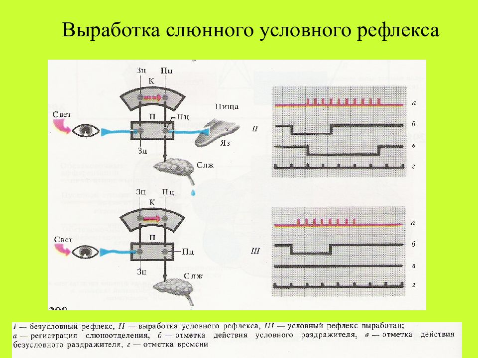 И картинки у и на котор ой ых представлен ы условный рефлекс