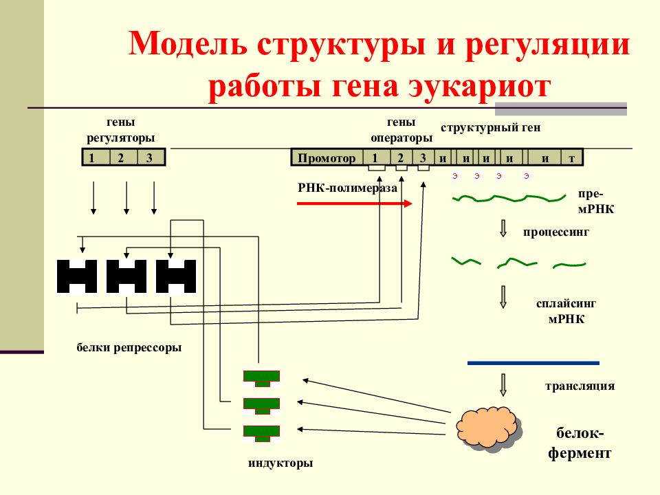 Геном эукариот презентация