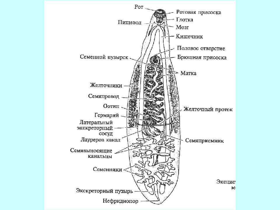 Плоские черви симметрия. Семяпровод у плоских червей. Строение кожно мускульного мешка плоских червей. Диагональные мышцы у плоских червей. Семяпровод плоские черви.