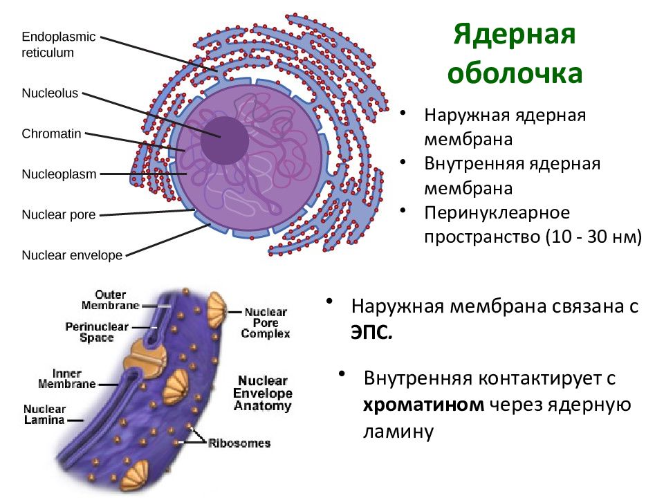 Для какой клетки характерны ядру. Ядерная мембрана ядро клетки. Строение ядерной оболочки клетки. Внутренняя мембрана ядра функции. Внешняя мембрана ядра.