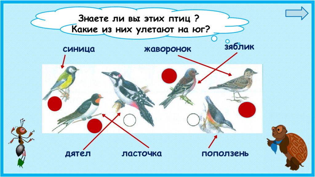 Презентация окружающий мир где зимуют птицы. Синица Зяблик Жаворонок дятел Ласточка поползень. Зяблик Жаворонок поползень. Жаворонок Зяблик поползень перелетные птицы. Синица Зяблик поползень.