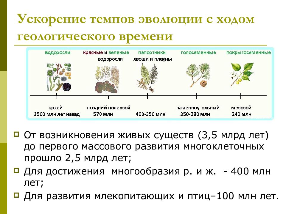 Увеличение видового разнообразия. Эволюционные преобразования у растений. Эволюция растений от водорослей до покрытосеменных. Схема эволюционных преобразований у растений. Эволюция наземных растений таблица.