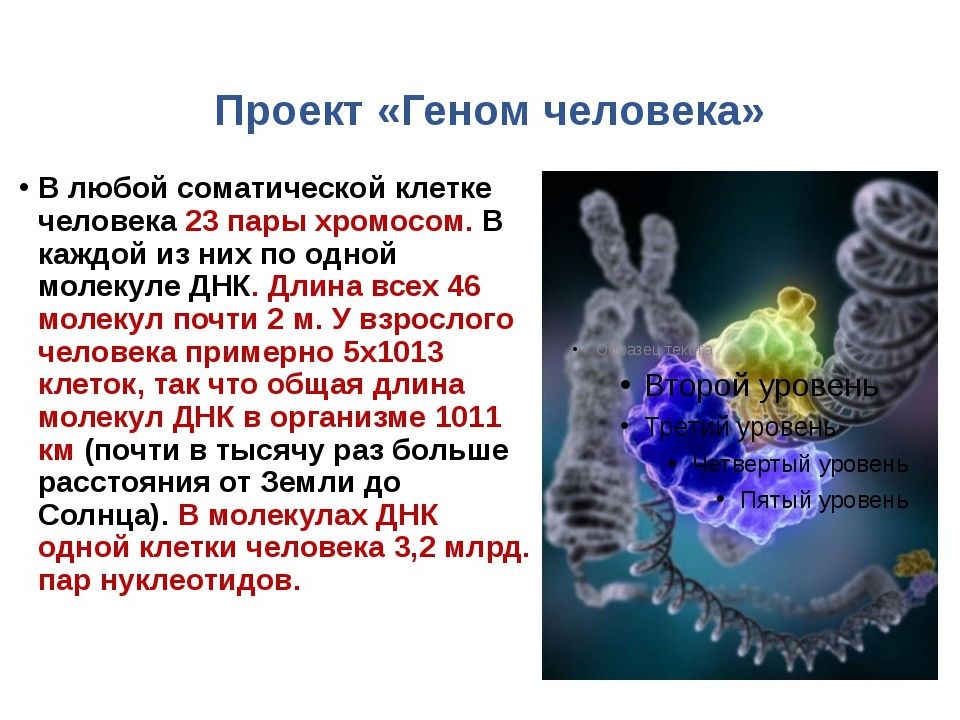 Проект геном человека картинки