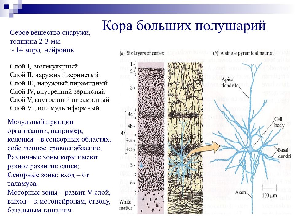 Структура коры. Пирамидные Нейроны коры больших полушарий. Пирамидные клетки коры больших полушарий функции. Слои коры полушарий гистология. Слои серого вещества коры больших полушарий.