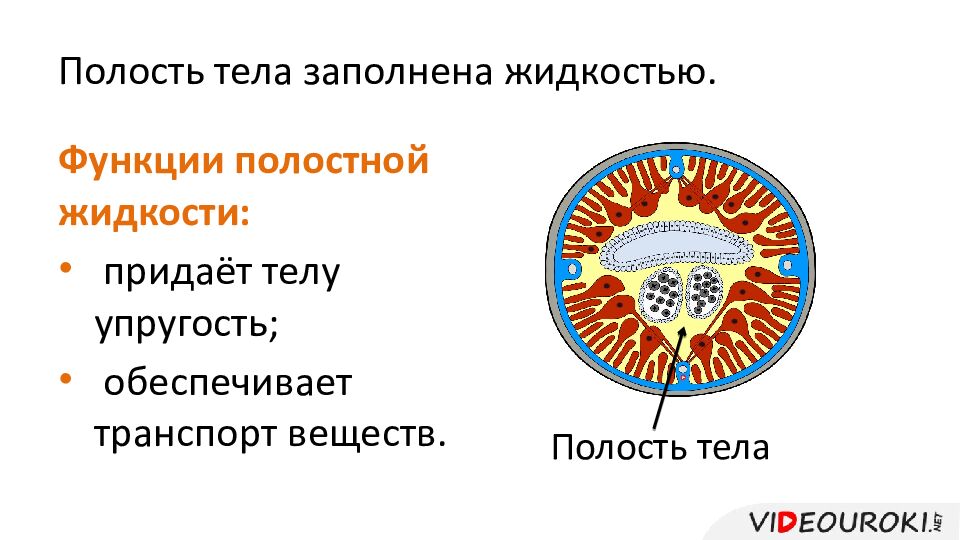 Полость тела заполнена жидкостью.