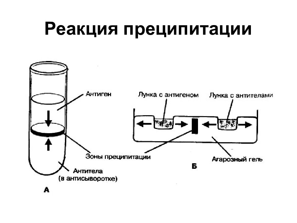 Реакция преципитации схема