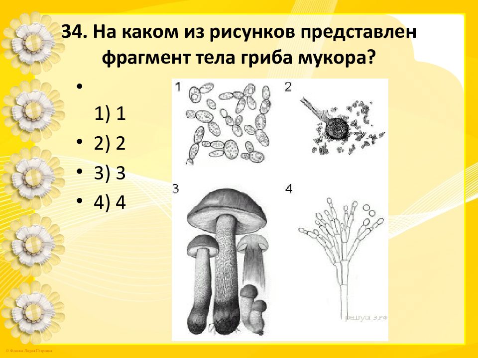 На каком из рисунков представлен фрагмент тела гриба подосиновика