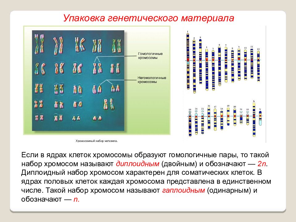 В половых клетках любого организма набор хромосом. Гаплоидный и диплоидный набор хромосом. Диплоидный и гаплоидный набор хромосом человека. Хромосомный набор ядра.