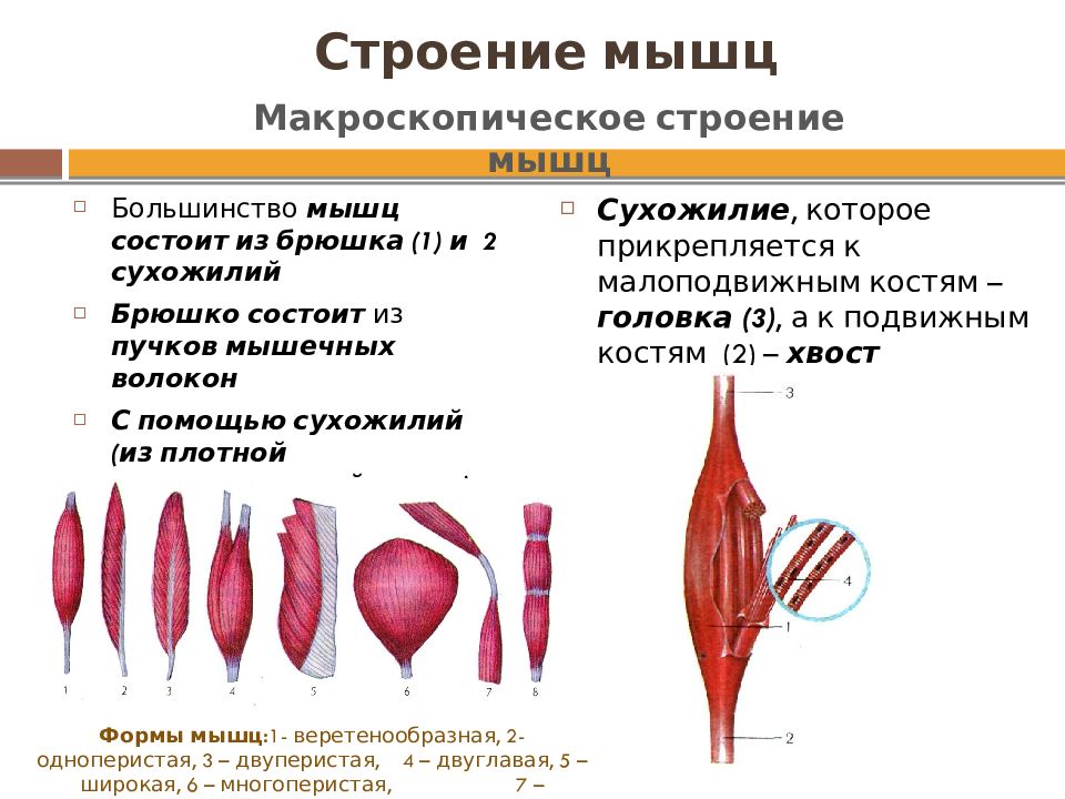 Рисунок строение скелетной мышцы