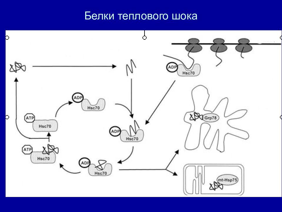 Белок теплового шока хламидий. Белки теплового шока. Тепловой ШОК У бактерий. Белки теплового шока в картинках. БТШ это в медицине.