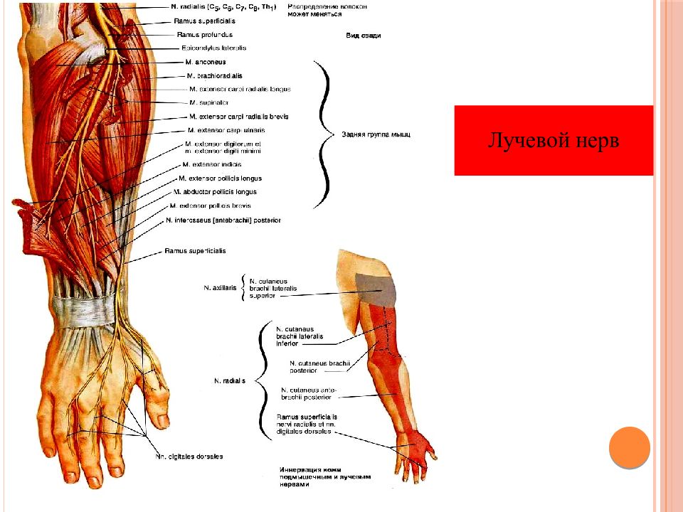 Лучевой нерв руки фото