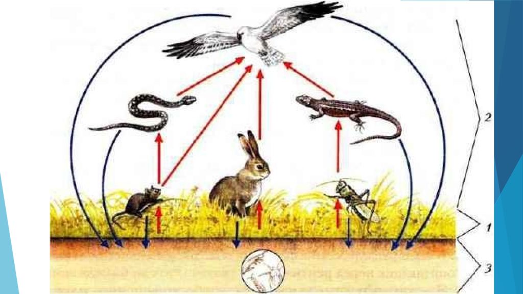 Консументы агроценозов. Цепь питания консументы. Взаимосвязи продуцентов консументов редуцентов. Пищевая цепь продуценты. Пищевые Цепочки с продуцентами консументами и редуцентами.