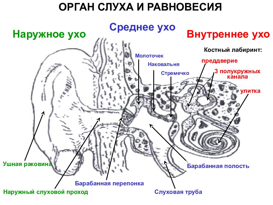 Общий план строения уха гистология