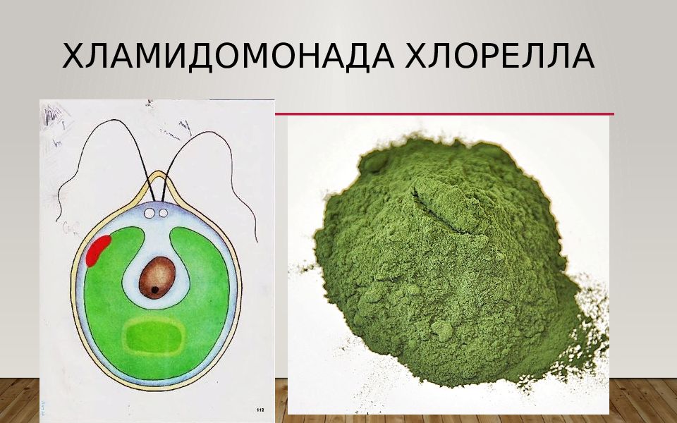 Хламидомонада и хлорелла рисунок