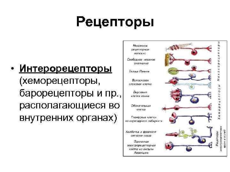Рецепторы какой отдел нервной системы. Схема рецепторов в организме. Типы рецепторов в органах. Классификация рецепторов схема. Рецепторы человека схема.