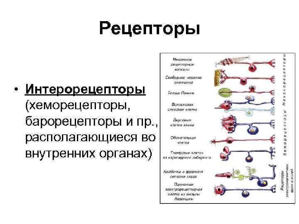 Рецепторы органа. Схема рецепторов в организме. Типы рецепторов органов.