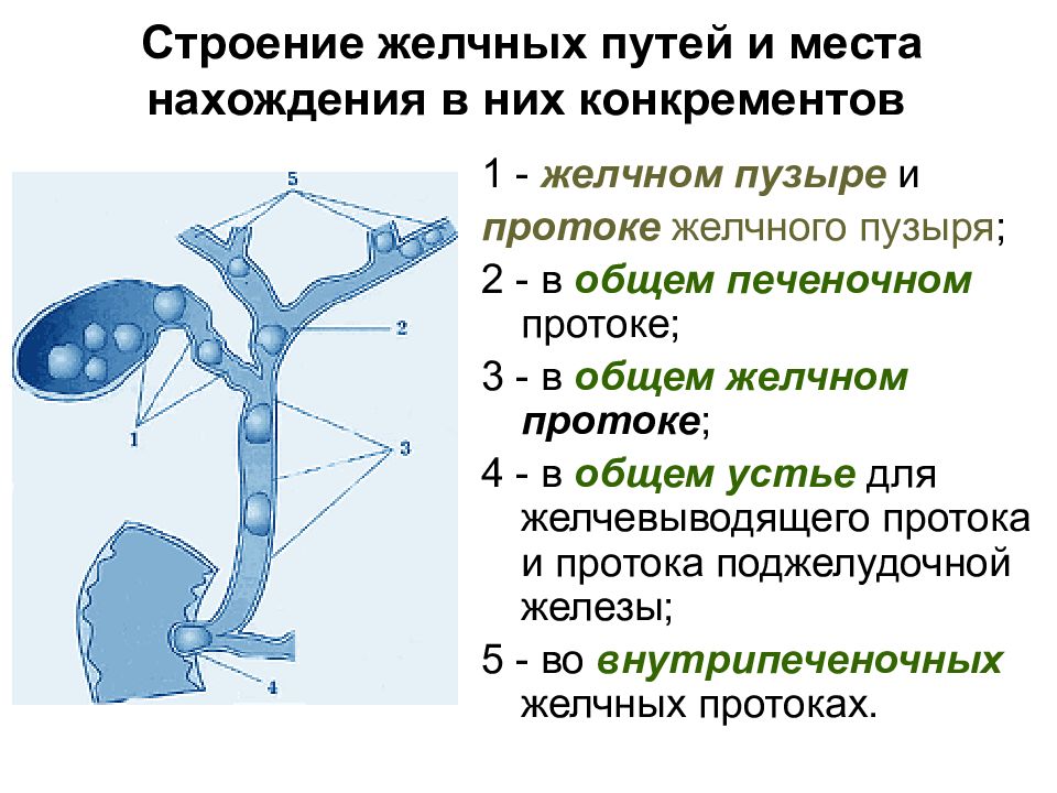 Схема желчевыводящих путей человека