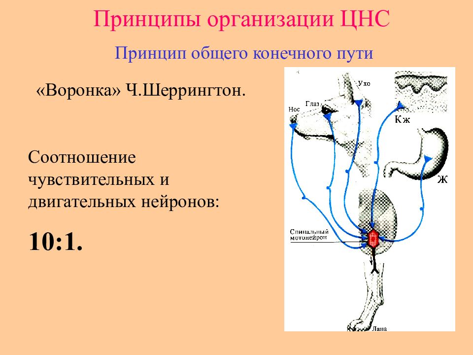 Принцип конечного пути. Принцип общего конечного пути в ЦНС. Принцип общего конечного пути физиология. Воронка Шеррингтона принцип. Воронка Шеррингтона схема.